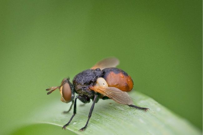 Livre électronique sur les belles techniques de macrophotographie