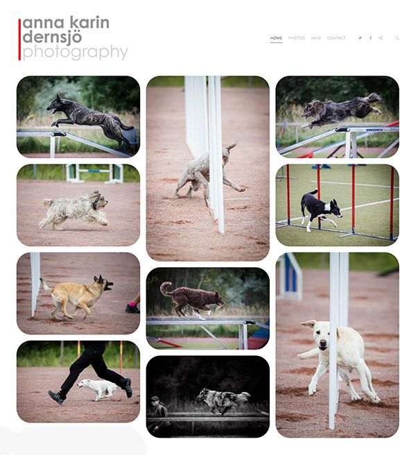 Анна - Сайт фотографа домашних животных построен на pixpa